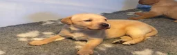 Labrador Retriever dogs for sale: KC REG Yellow/fox red and Black Labrador puppies  - Advert 6