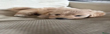 Cream Girl 