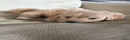 Cockapoo dogs for sale: 2 gorgeous male cockapoos left 💙💚 - Advert 3