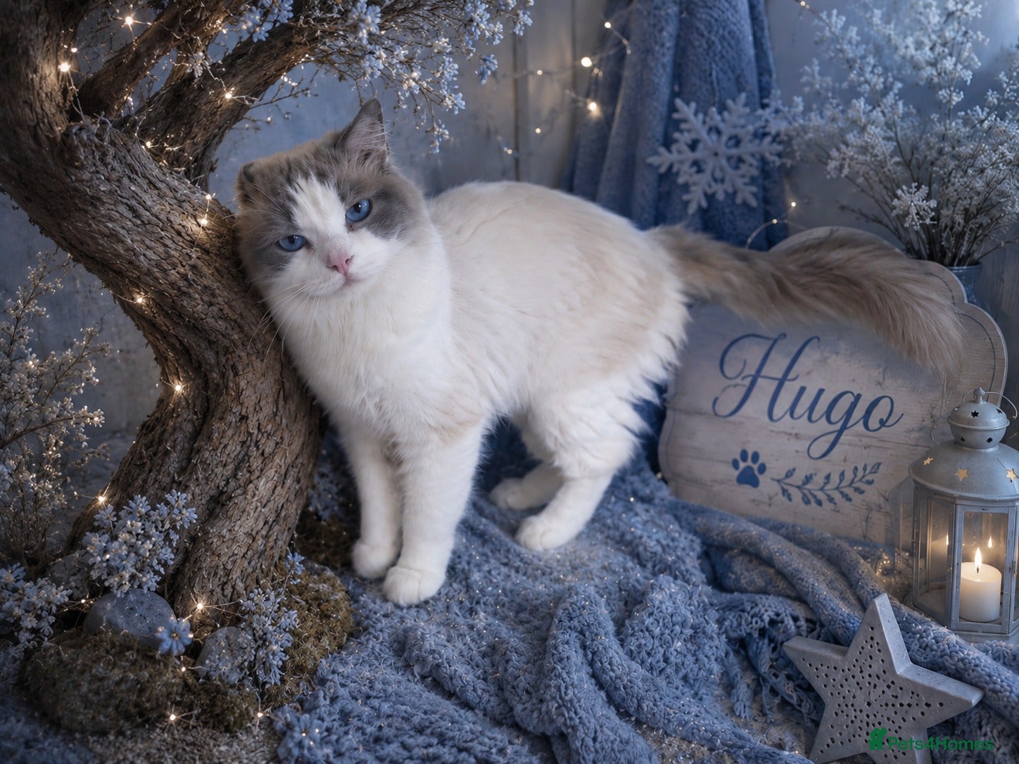 Ragdoll cats GCCF & TICA BLUE BICOLOUR RAGDOLL STUD  - Advert 9
