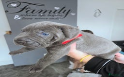 Mixed Breed dogs for sale: Staffy cross pups for sale  - Image 7