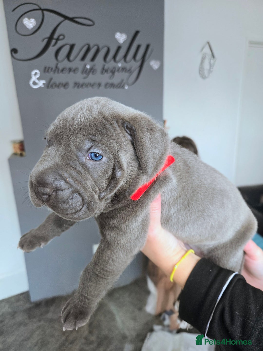 Mixed Breed dogs for sale: Staffy cross pups for sale  - Image 7