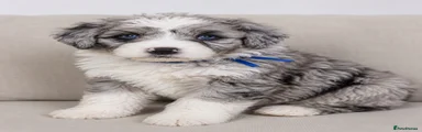Blue collar boy bobtail