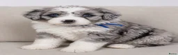 Australian Shepherd dogs for sale: Aussiedoodle puppies F1 health tested parents  - Advert 27