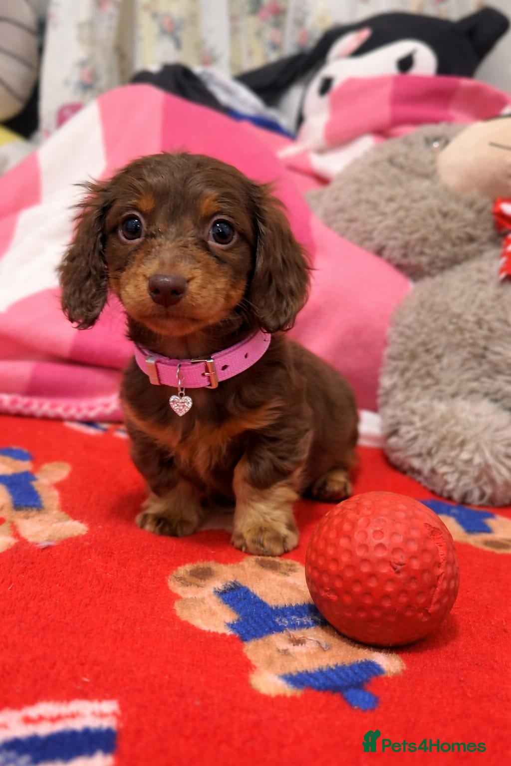 Miniature Dachshund dogs Miniature dashaund  longhair girl  - Advert 1
