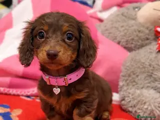 Miniature Dachshund dogs Miniature dashaund longhair girl - Advert 1