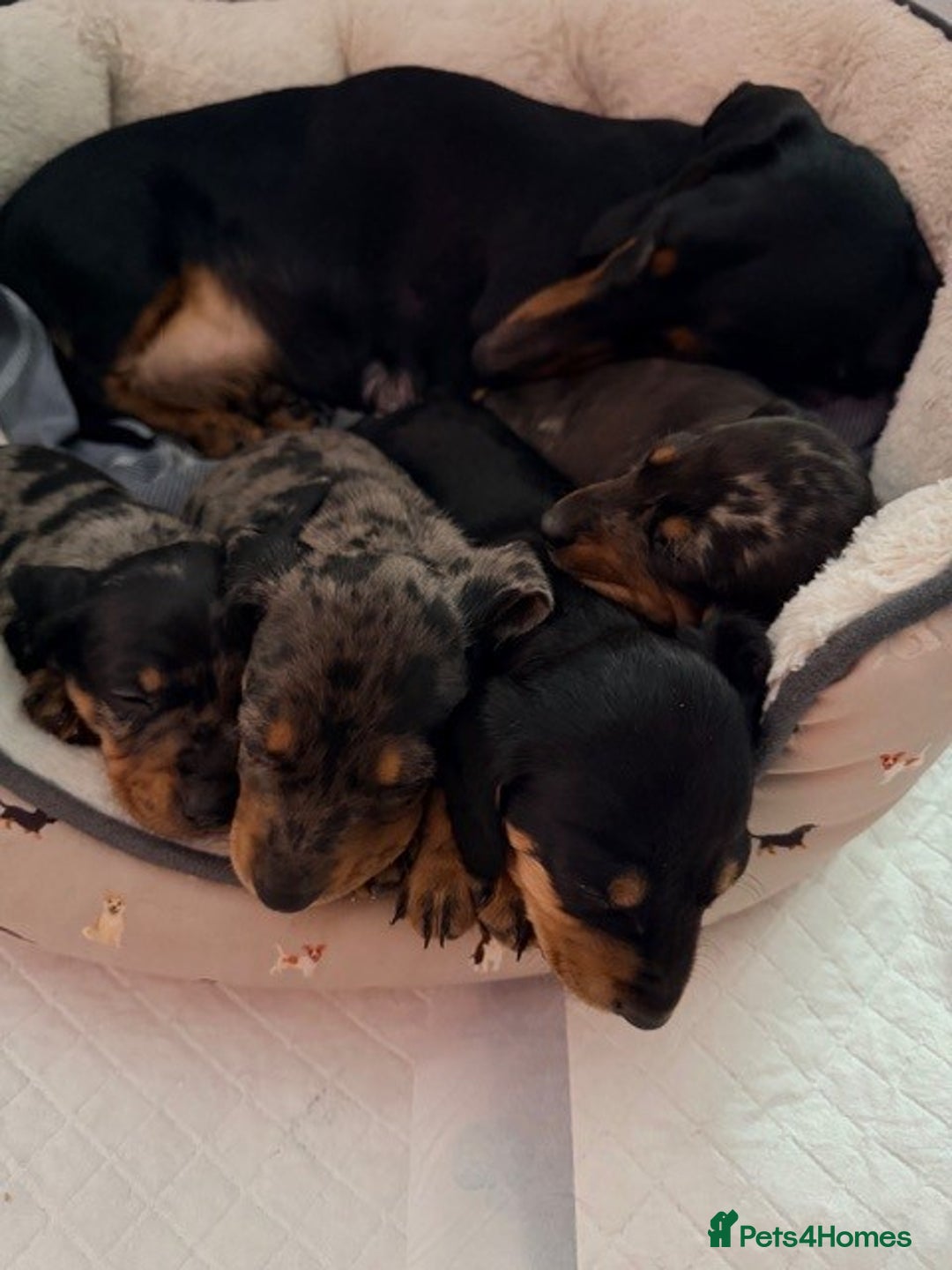 Dachshund dogs for sale: Adorable dachshund puppies 2 male & 2 female - Advert 4