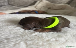 Cocker Spaniel dogs for sale: Beautiful KC working cocker spaniel puppies.  - Image 3