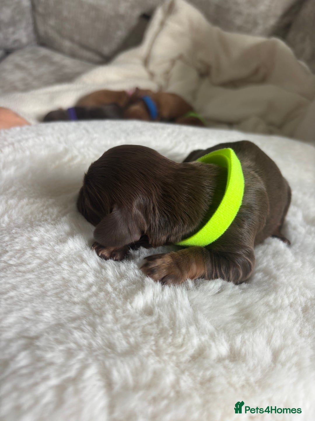 Cocker Spaniel dogs for sale: Beautiful KC working cocker spaniel puppies.  - Image 3