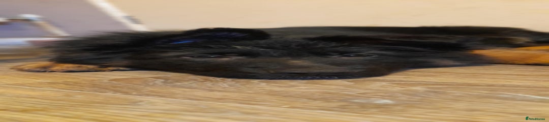 German Shepherd Puppy 1