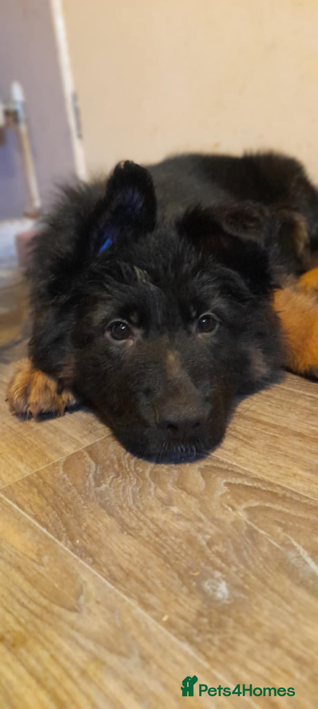 German Shepherd dogs for sale: Male German shepherd  - Image 1