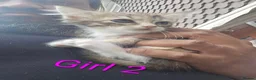 Siberian cats for sale: 3 Beautiful Siberian Kittens - Ready to leave now! - Advert 6