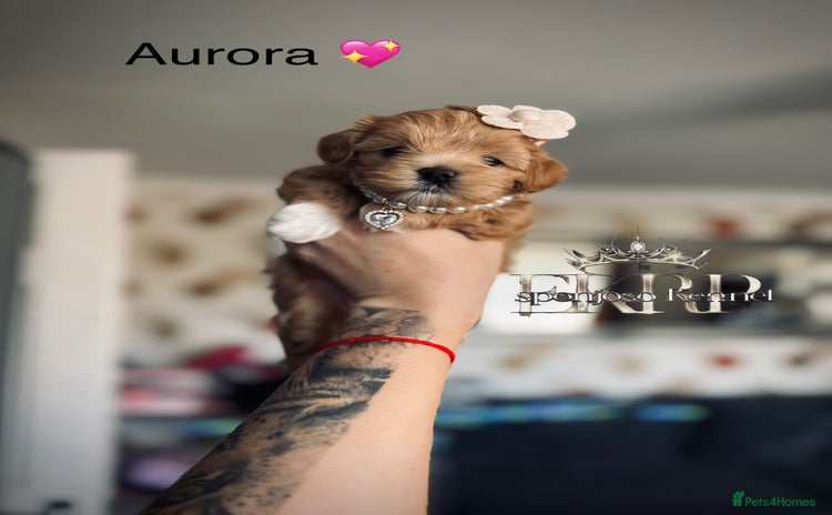 Maltipoo dogs - Advert 13