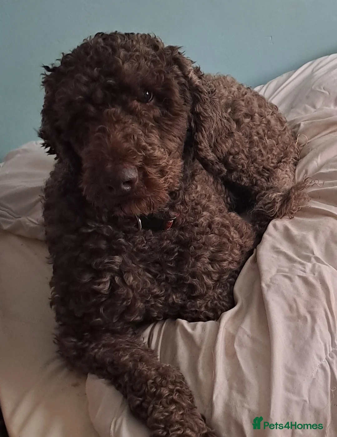 Labradoodle dogs for stud: Hypoallergenic Health Checked Labradoodle PROVEN😍 - Advert 1