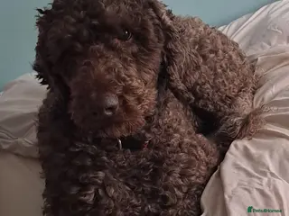 Labradoodle dogs Hypoallergenic Health Checked Labradoodle PROVEN😍 - Advert 4
