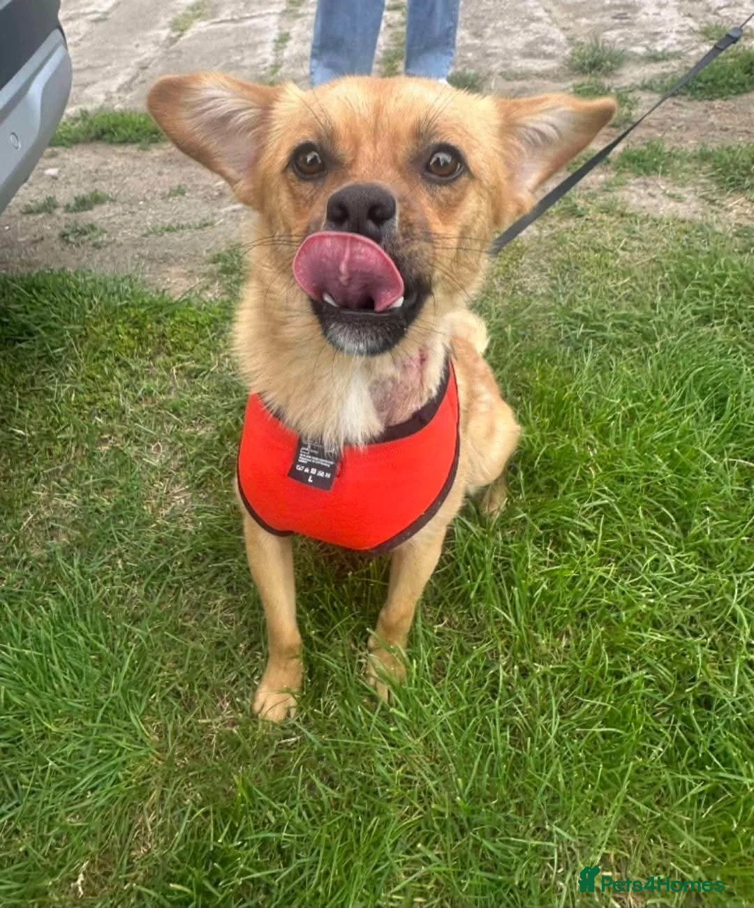 Mixed Breed dogs for adoption: Meet Jaspher, currently residing in Wakefield  - Advert 3