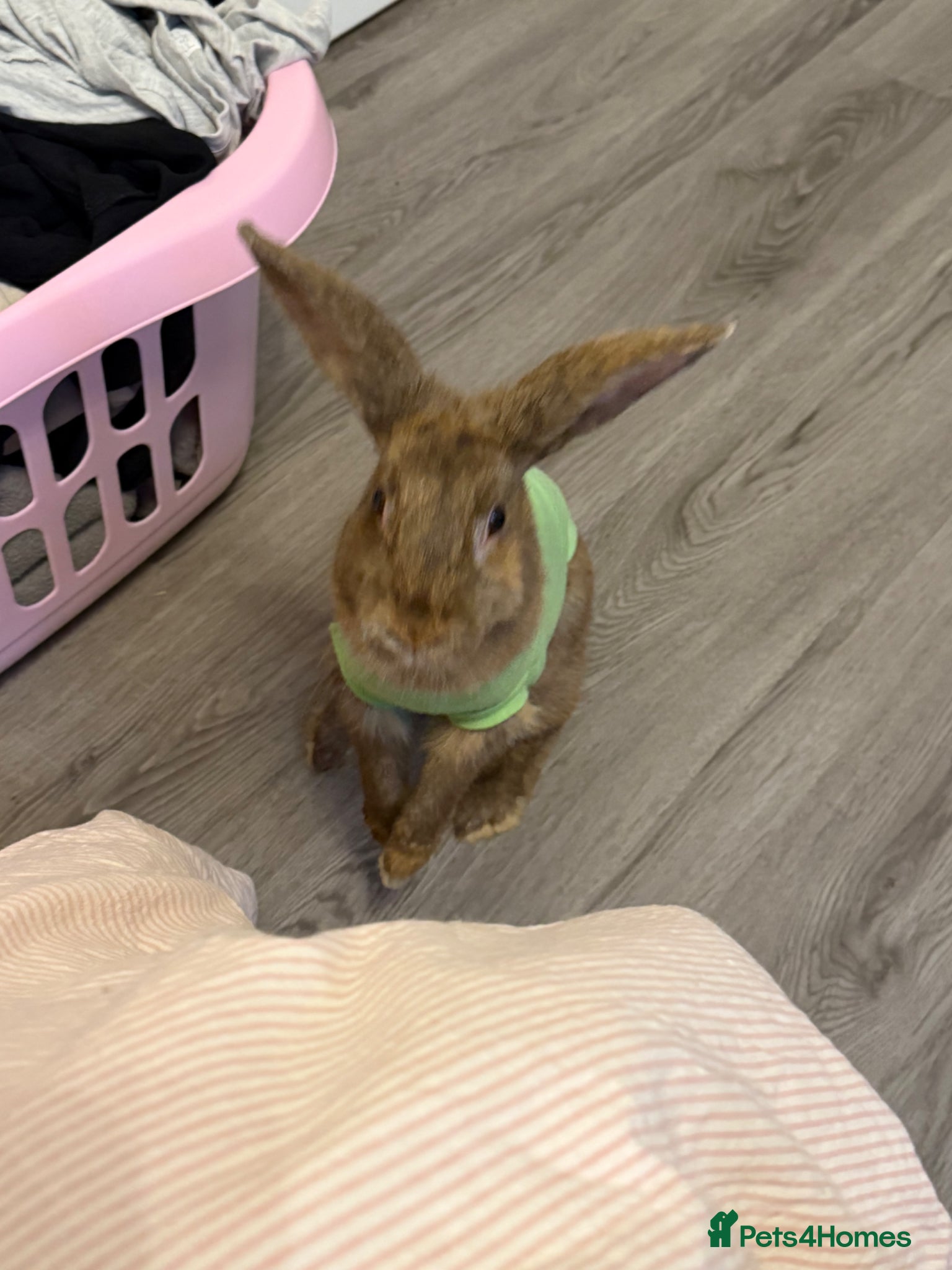 Mixed Breed rabbits for sale: Coco Looking for a Loving New Home - Advert 3
