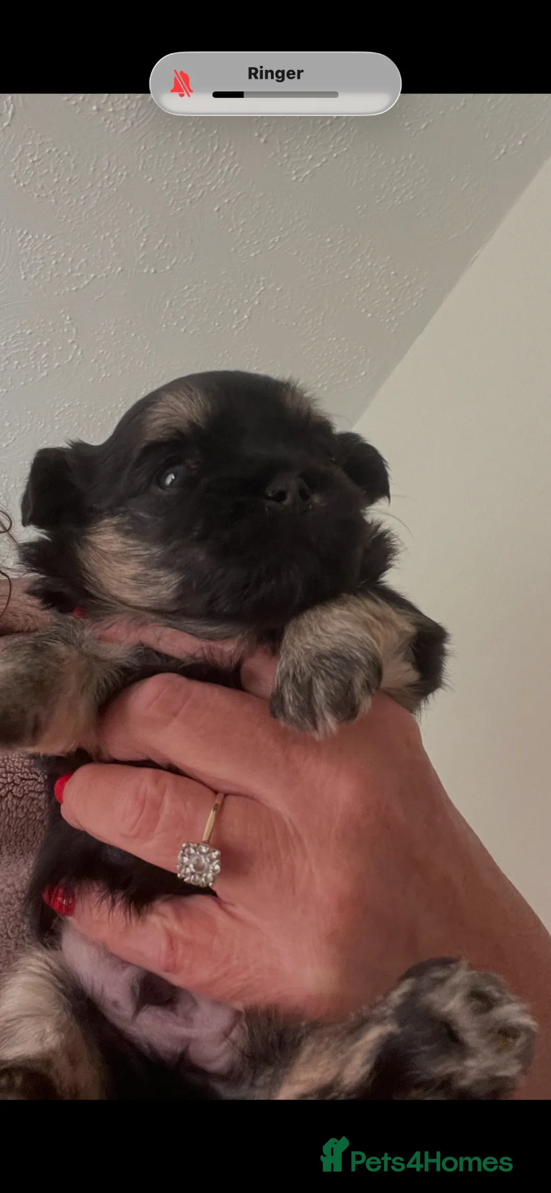 Malshi dogs for sale: Malshi  - Advert 1