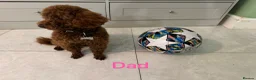 Toy Poodle dogs for sale: KC dark ExtraTiny toy poodle puppies champion line - Advert 6