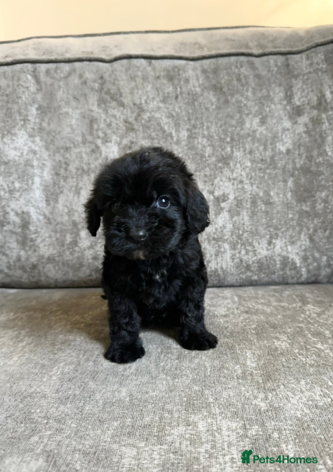 Cockapoo dogs for sale: Cockapoos looking for forever homes - Advert 9