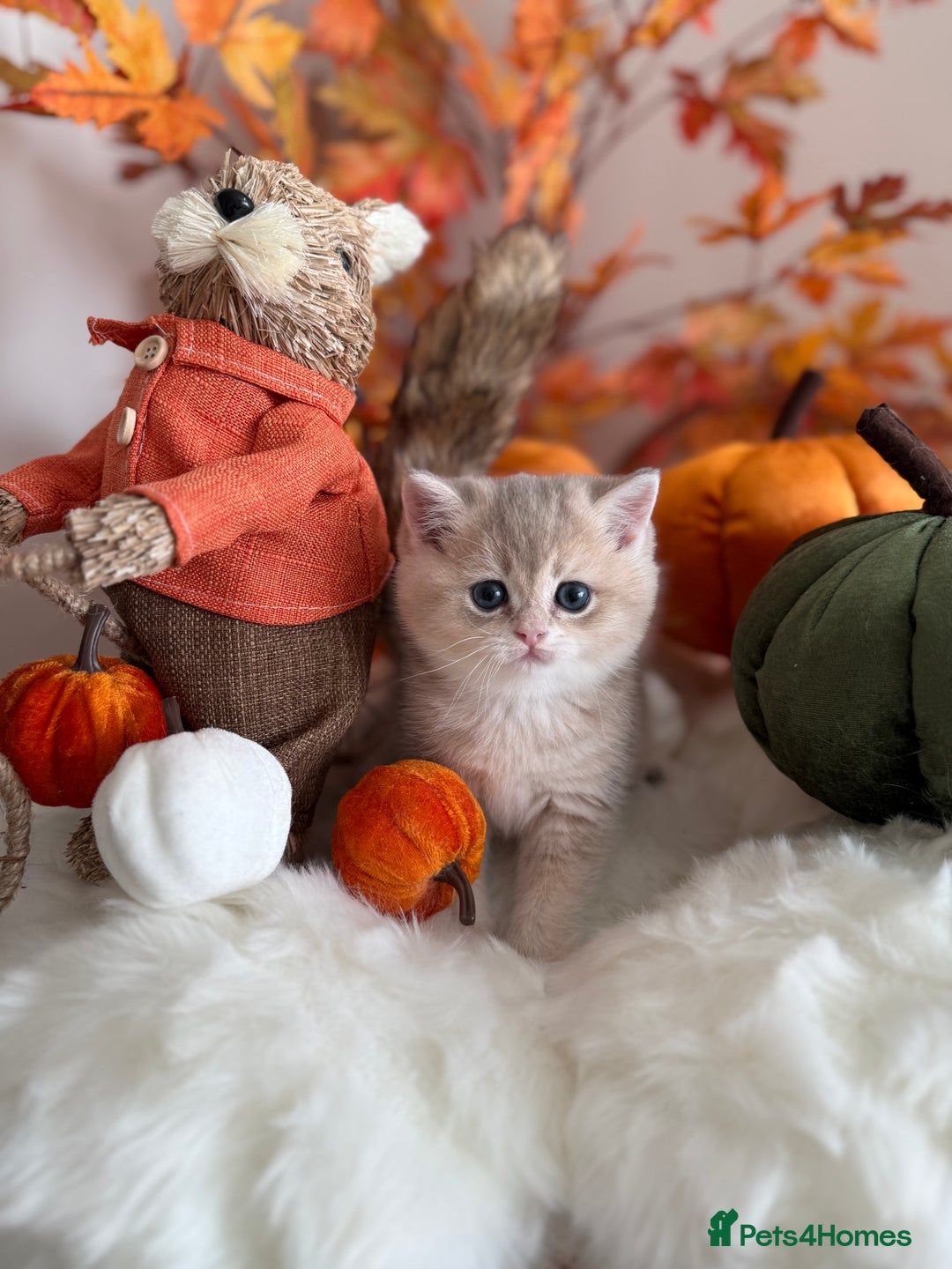 British Shorthair cats for sale: Blue Golden British Shorthair - Image 16