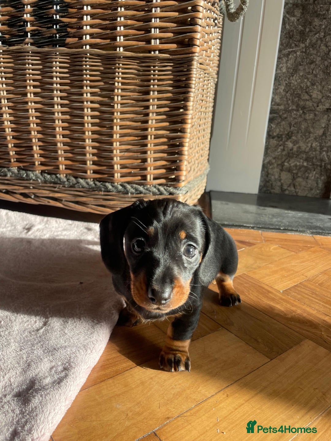 Miniature Dachshund dogs for sale: KC Registered miniature dachshunds for sale  - Advert 2