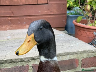 Ducks poultry - Advert 16