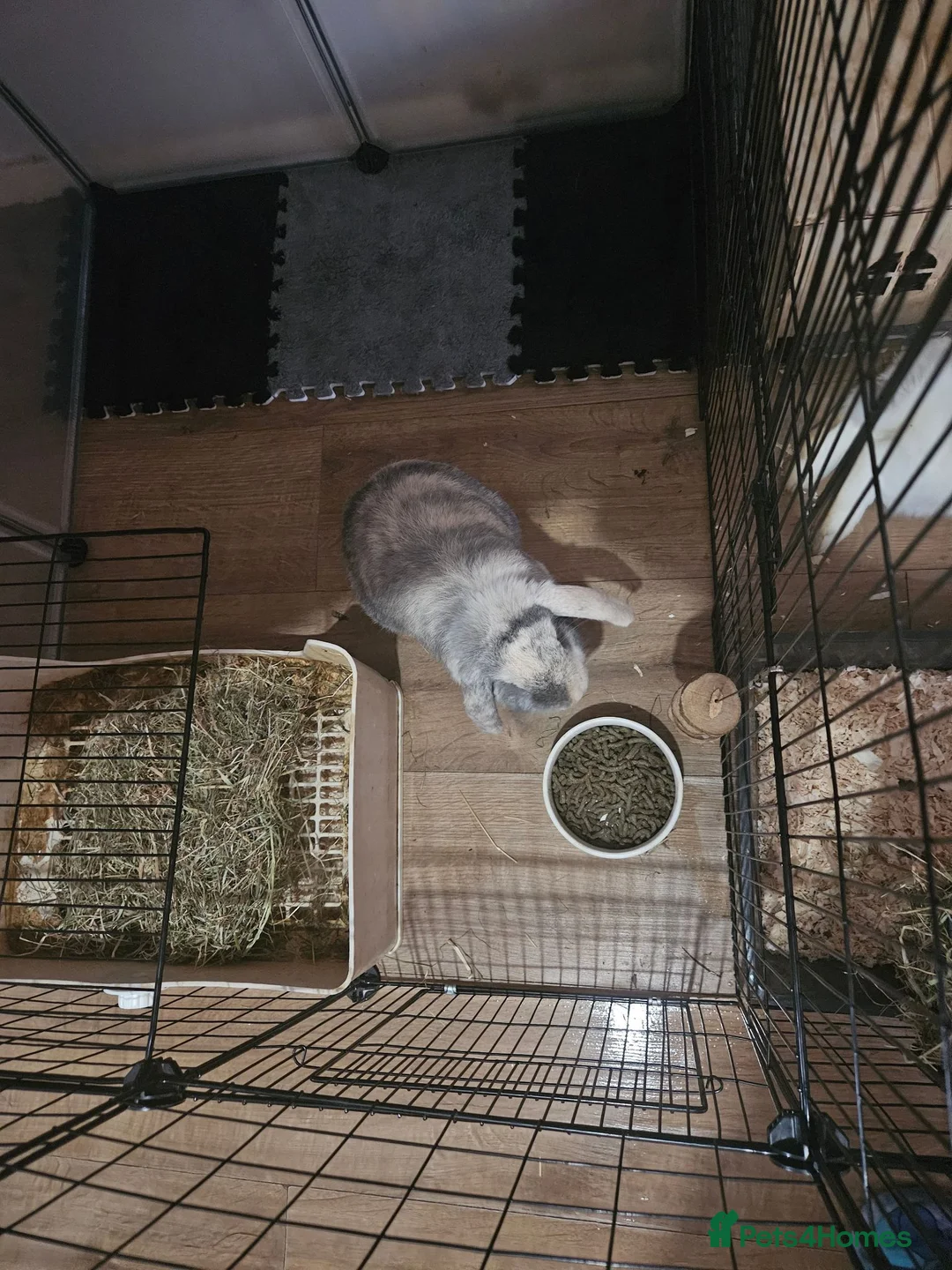 Mini Lop rabbits for sale: 2x male mini lops - Advert 2