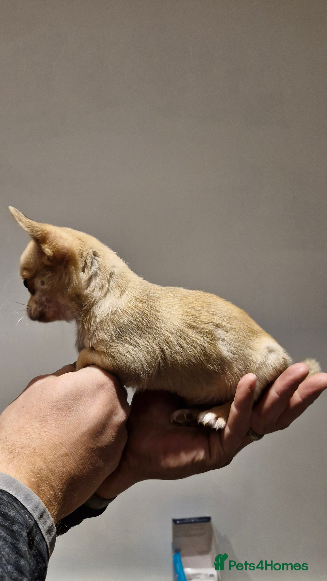 Chihuahua dogs for sale: 🐶READY TO LEAVE🐶 LAST ONE Tiny Chihuahua Puppies - Advert 24