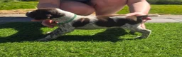 German Shorthaired Pointer dogs for sale: Stunning example of KC German Shorthaired Pointers in Tredegar - Advert 18