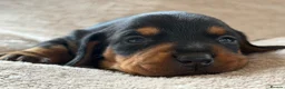 Miniature Dachshund dogs for sale: 🌈 🐾Beautiful Dachshund Rainbow Litter🐾🌈 - Advert 5
