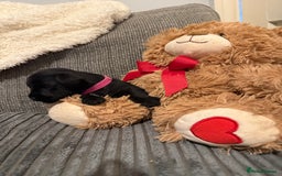 Mixed Breed dogs for sale: Reduced  last boy ! Miniature schnauzer/schnoodle  in Hull - Image 15