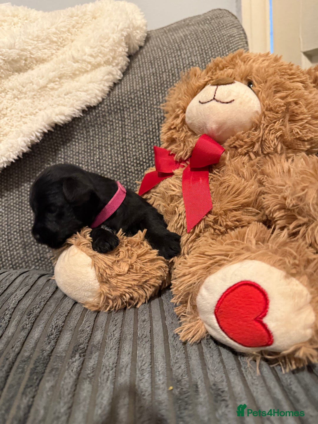 Mixed Breed dogs for sale: Reduced  last boy ! Miniature schnauzer/schnoodle  in Hull - Image 15