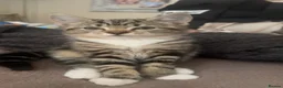 American Shorthair cats for sale: Kitten american shorthair black and brown in Nottingham - Advert 3