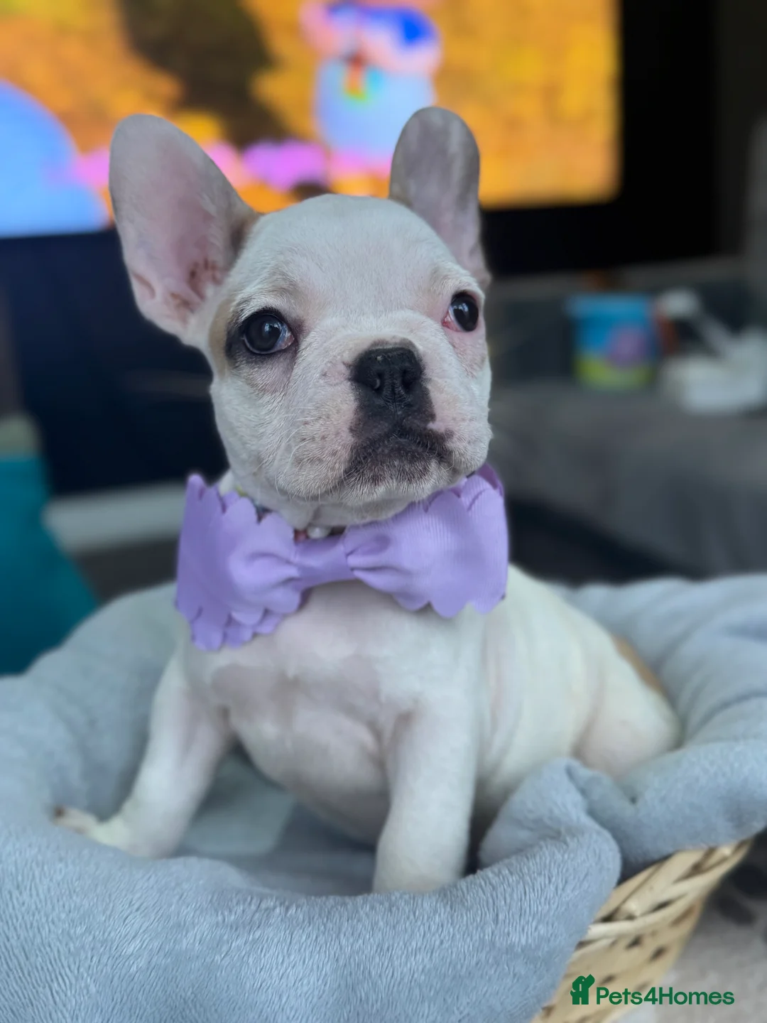 French Bulldog dogs for sale: KC REGISTERED FRENCH BULLDOG 🐶 - Advert 8