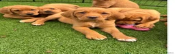 Cockerdor dogs for sale:  Cockerdor fox red puppies - Advert 6