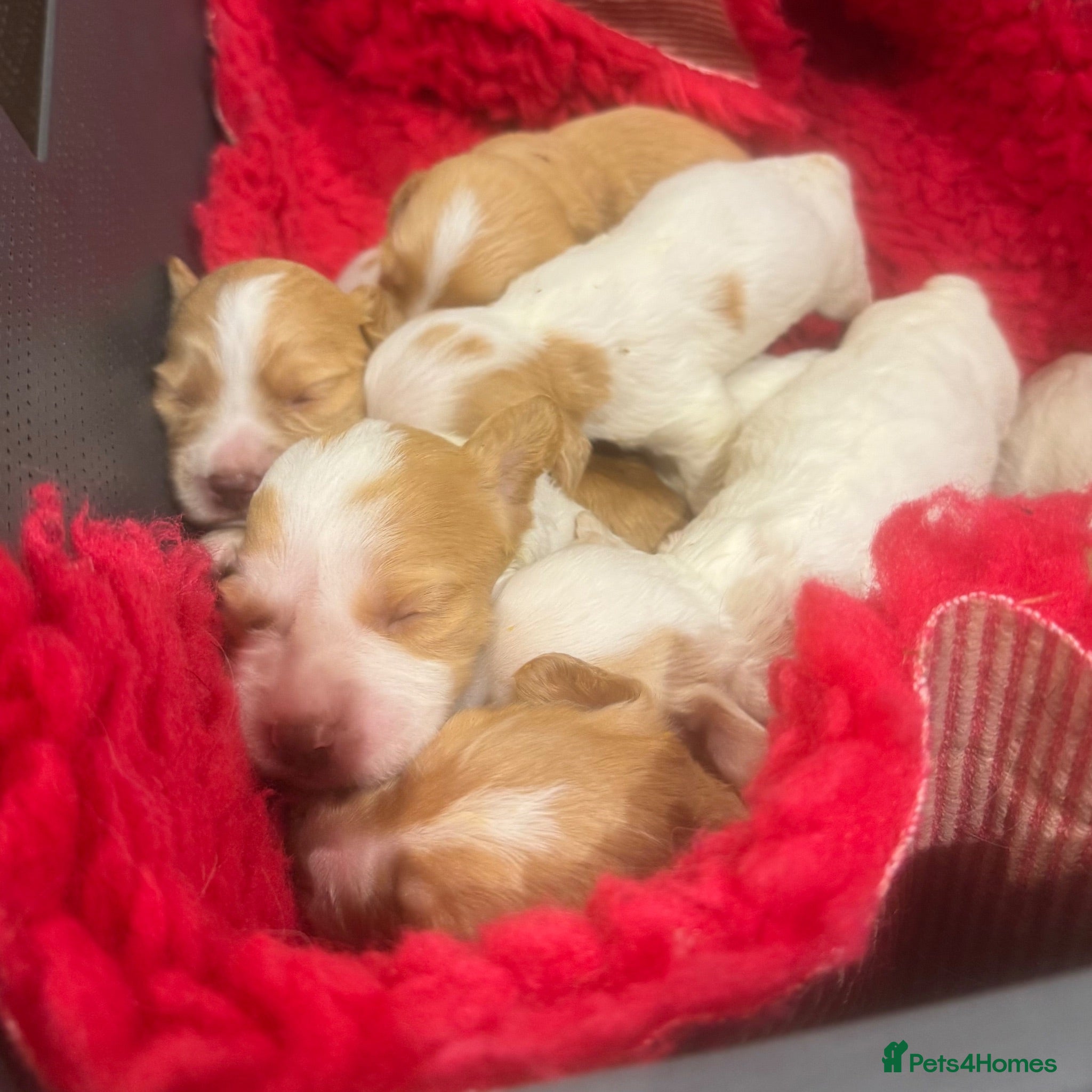 Sprocker dogs Gorgeous Sprocker Spaniel Puppies - Advert 1