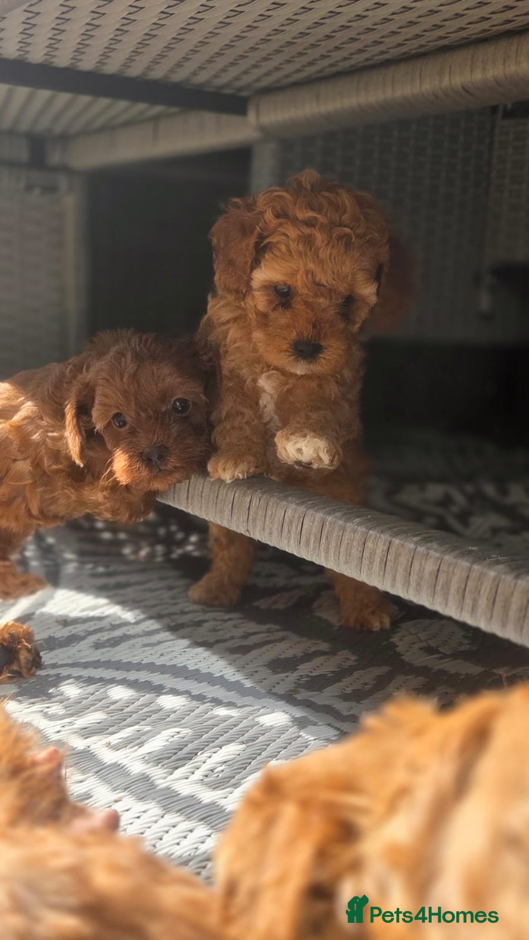 Cavapoo dogs for sale: 🌟 Rare Tiny Toy Cavapoo's F1B 🌟ready next week  - Image 10