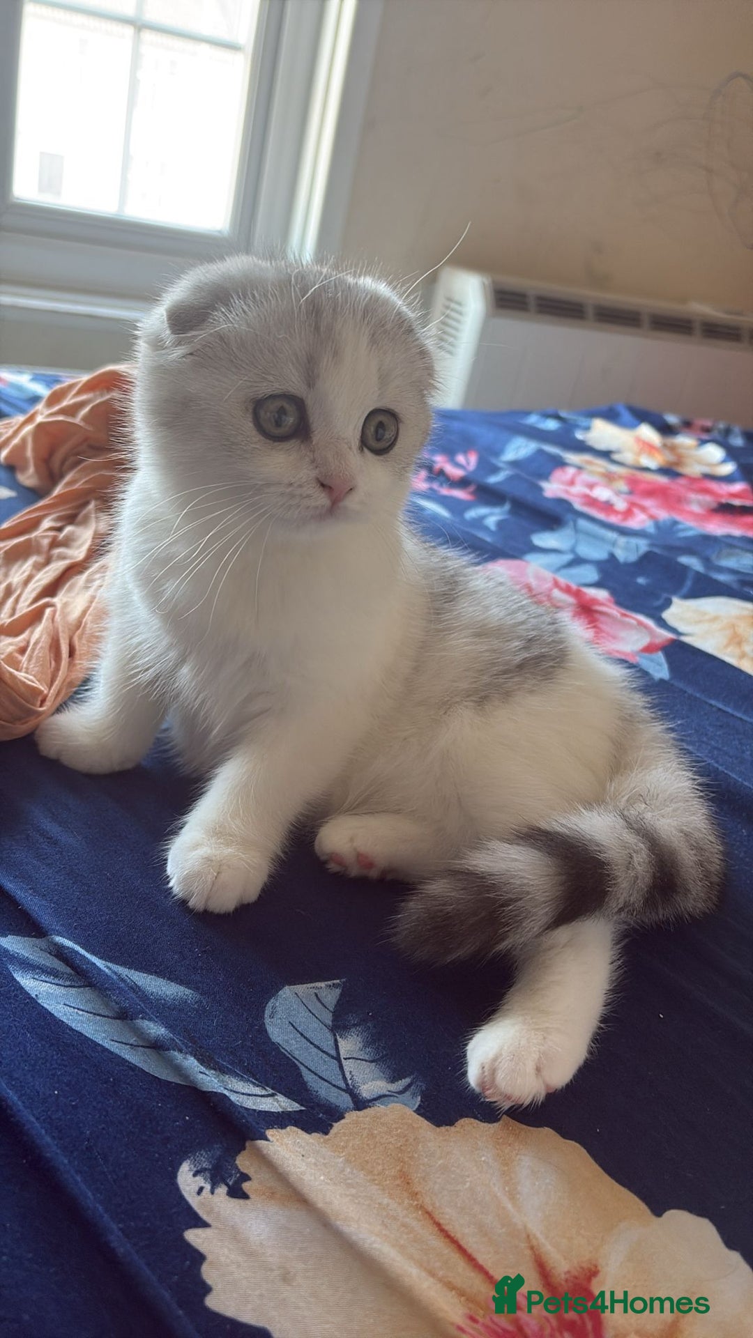 Scottish Fold cats for sale: Scottish fold kittens for sale - Advert 2