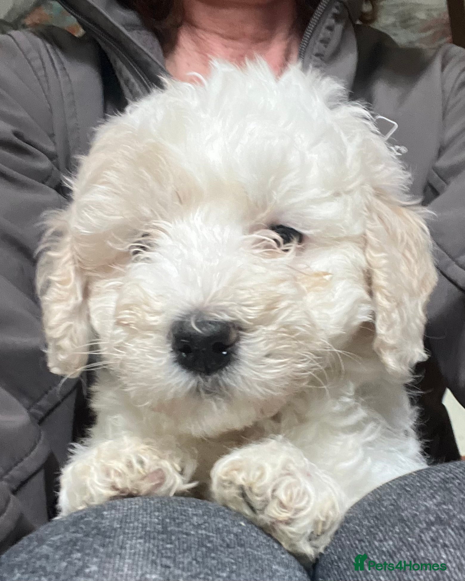 Bordoodle dogs F1b Bordoodle, DNA testing,full refund guarantee  - Advert 6