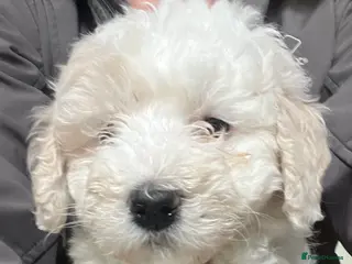 Bordoodle dogs F1b Bordoodle, DNA testing,full refund guarantee - Advert 6