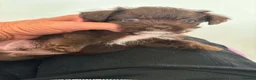 Mixed Breed dogs for sale: pups  - Advert 9