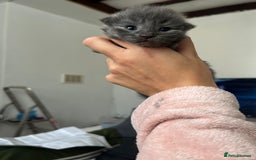 British Longhair cats for sale: Beautiful British long hair kittens.  - Image 1