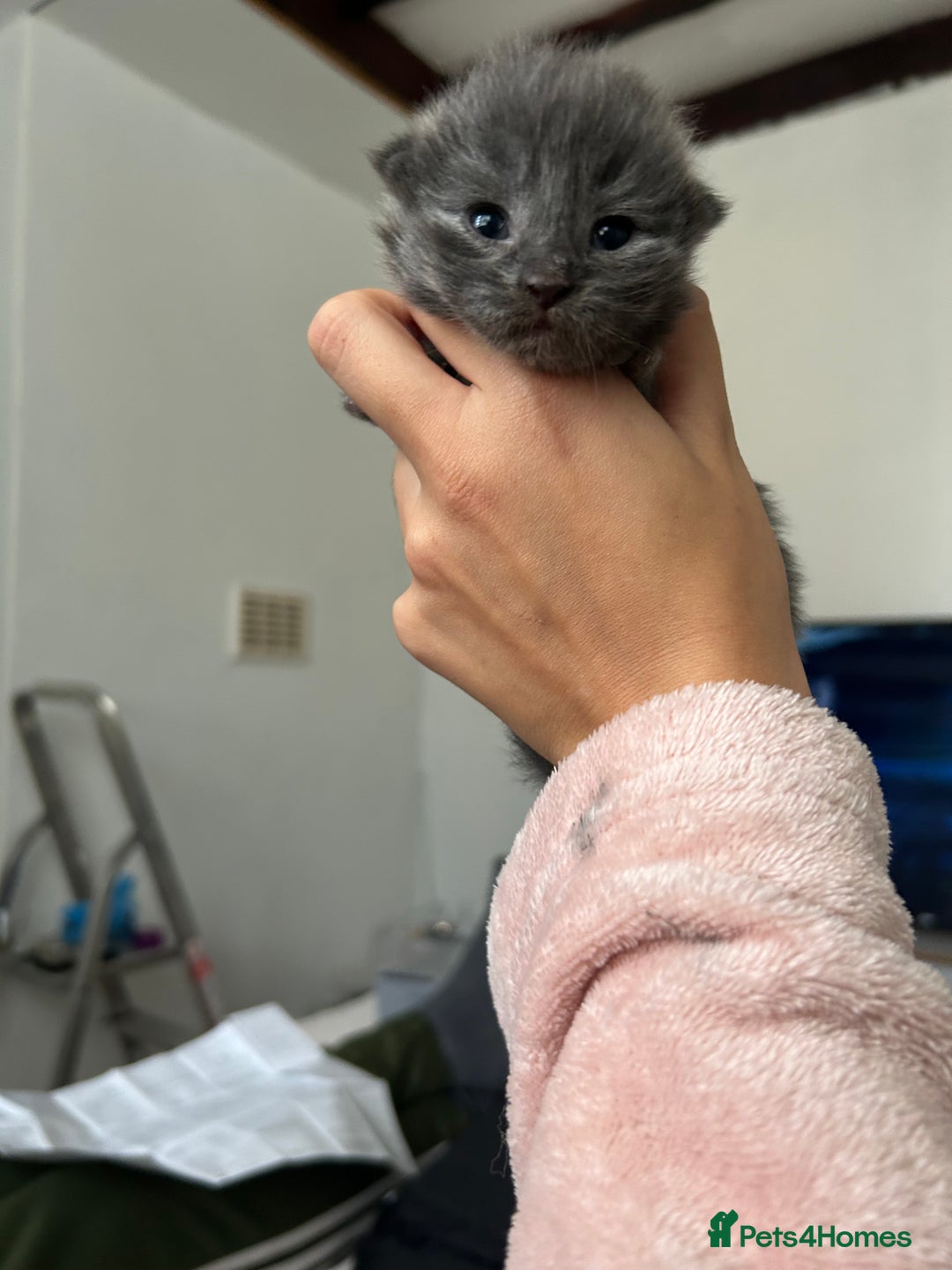 British Longhair cats for sale: Beautiful British long hair kittens.  - Image 1
