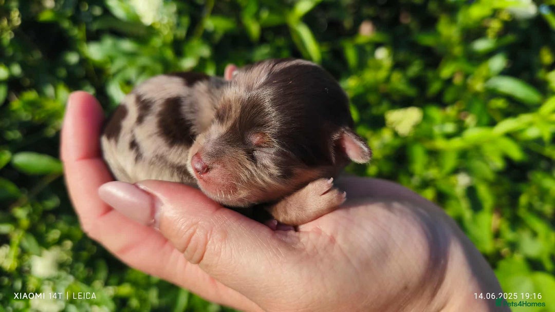 Yorkshire Terrier dogs for sale: Chocolatemerle Yorkie Boy left  - Image 4