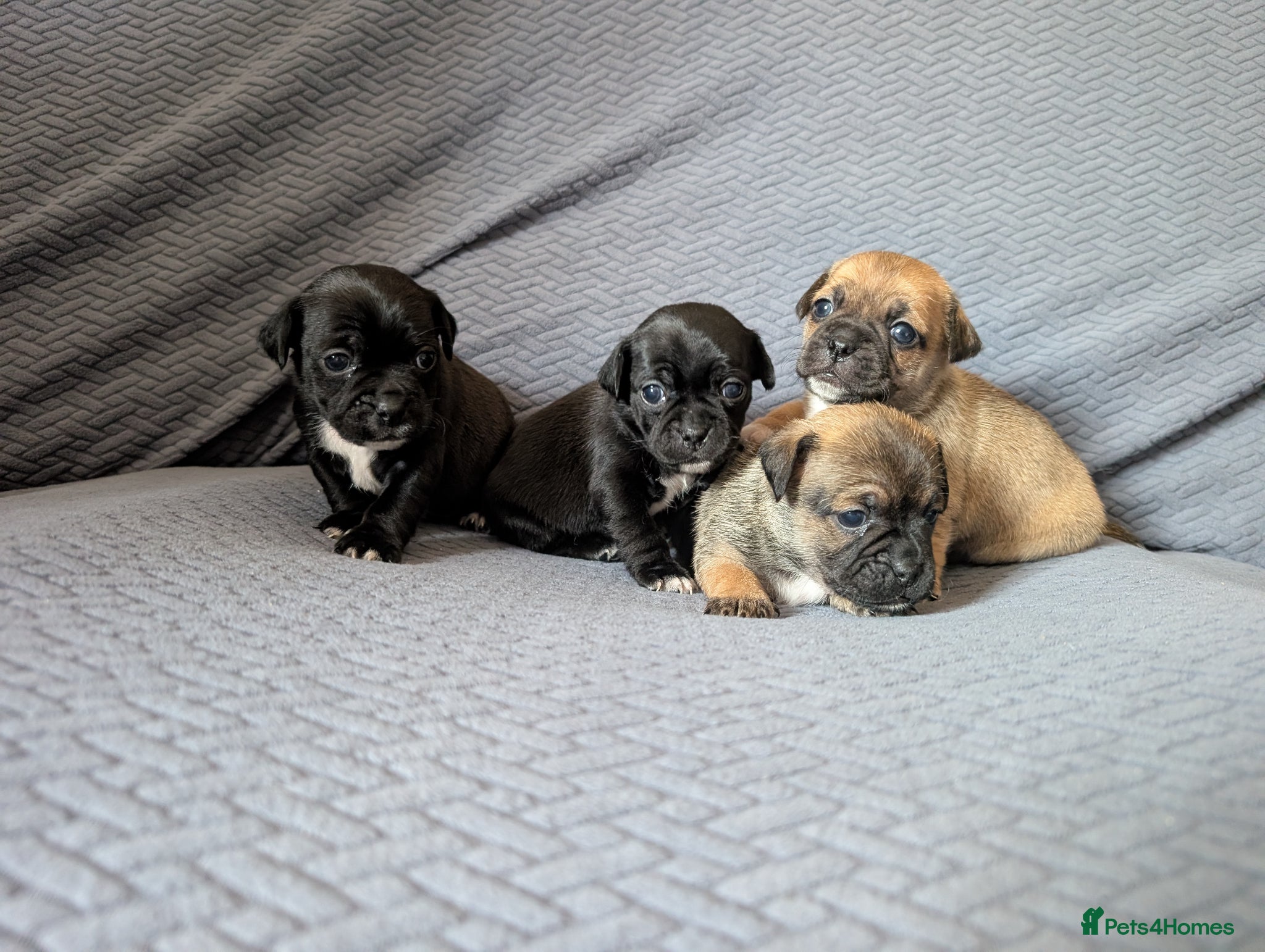 Jug dogs Adorable jug puppies  - Advert 1