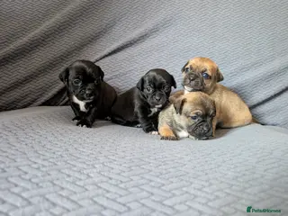 Jug dogs Adorable jug puppies - Advert 1