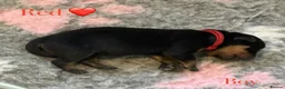 Rottweiler dogs for sale: 🐾 Beautiful Rottweiler Puppies 🐾 - Advert 18