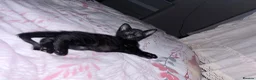 Mixed Breed cats for sale: Black kittenn - Advert 2