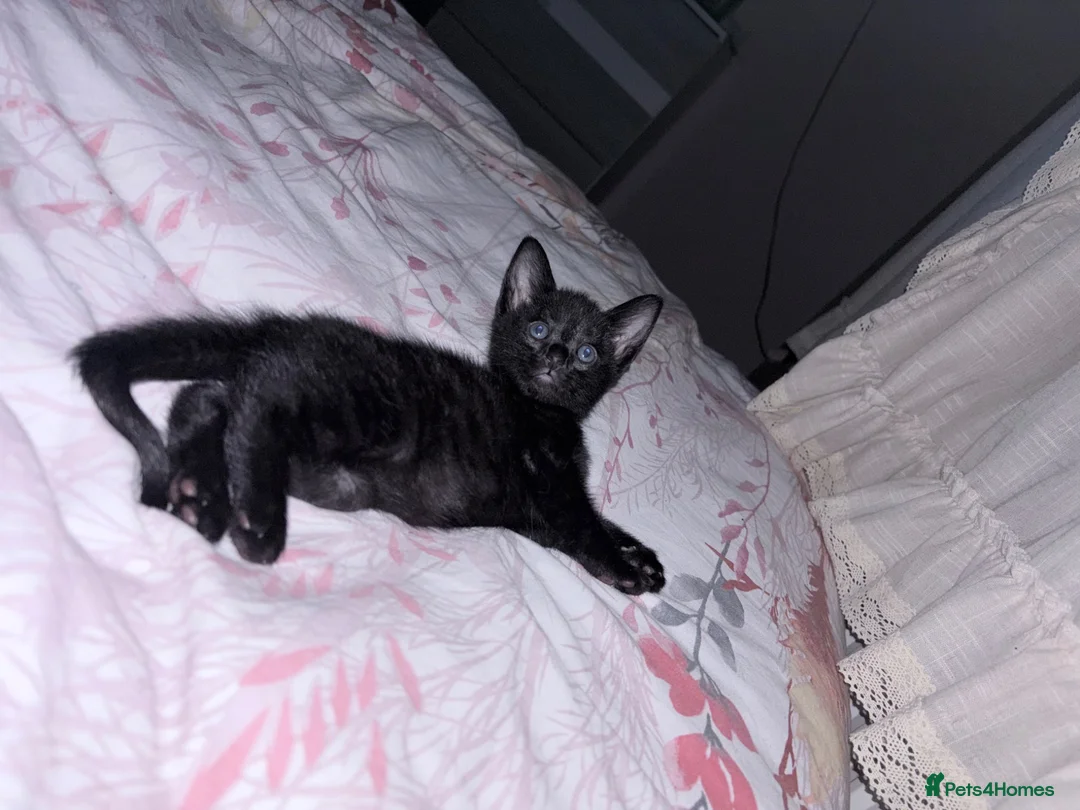 Mixed Breed cats for sale: Black kittenn - Advert 2